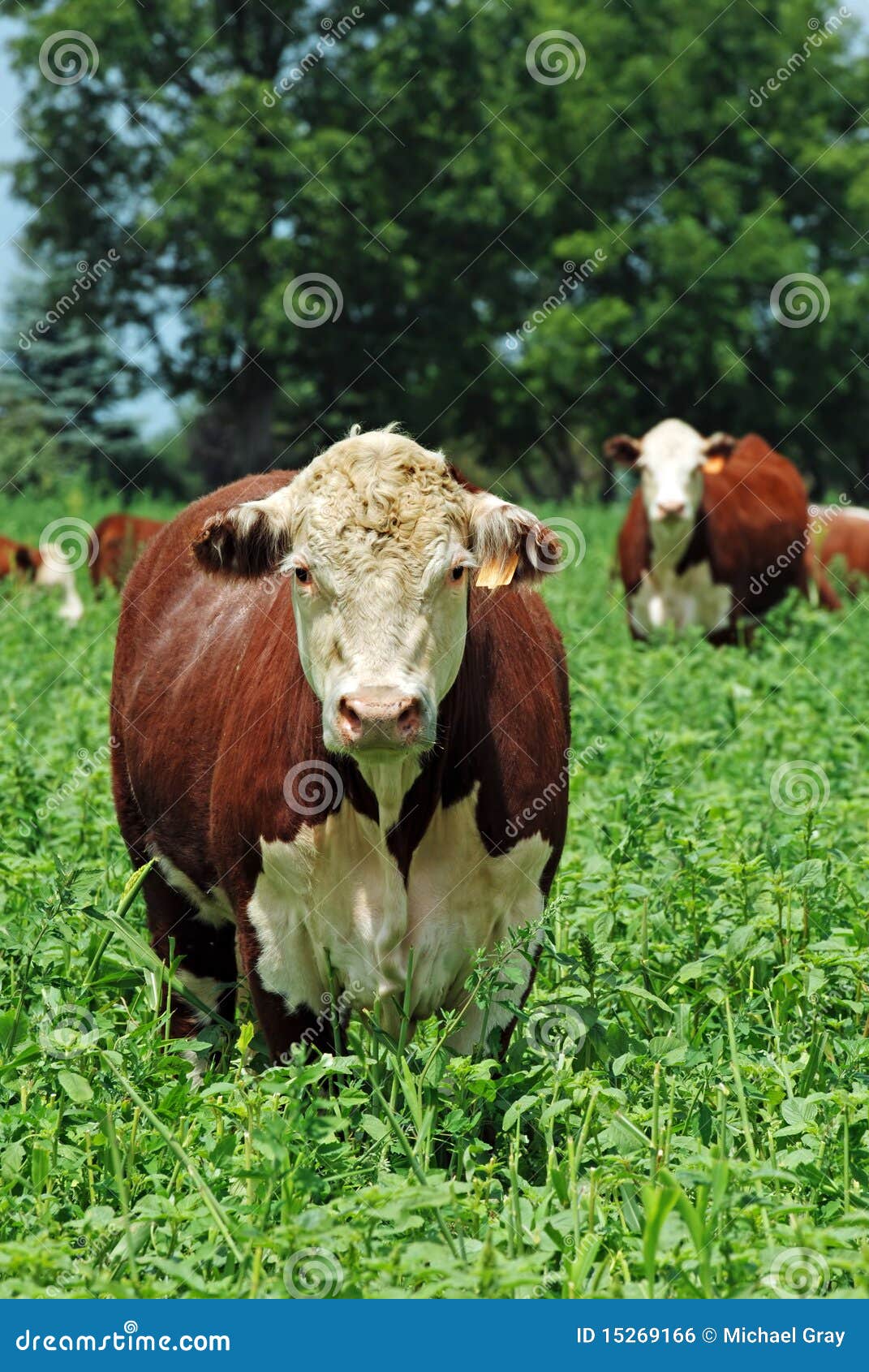 Free beef cattle business plan