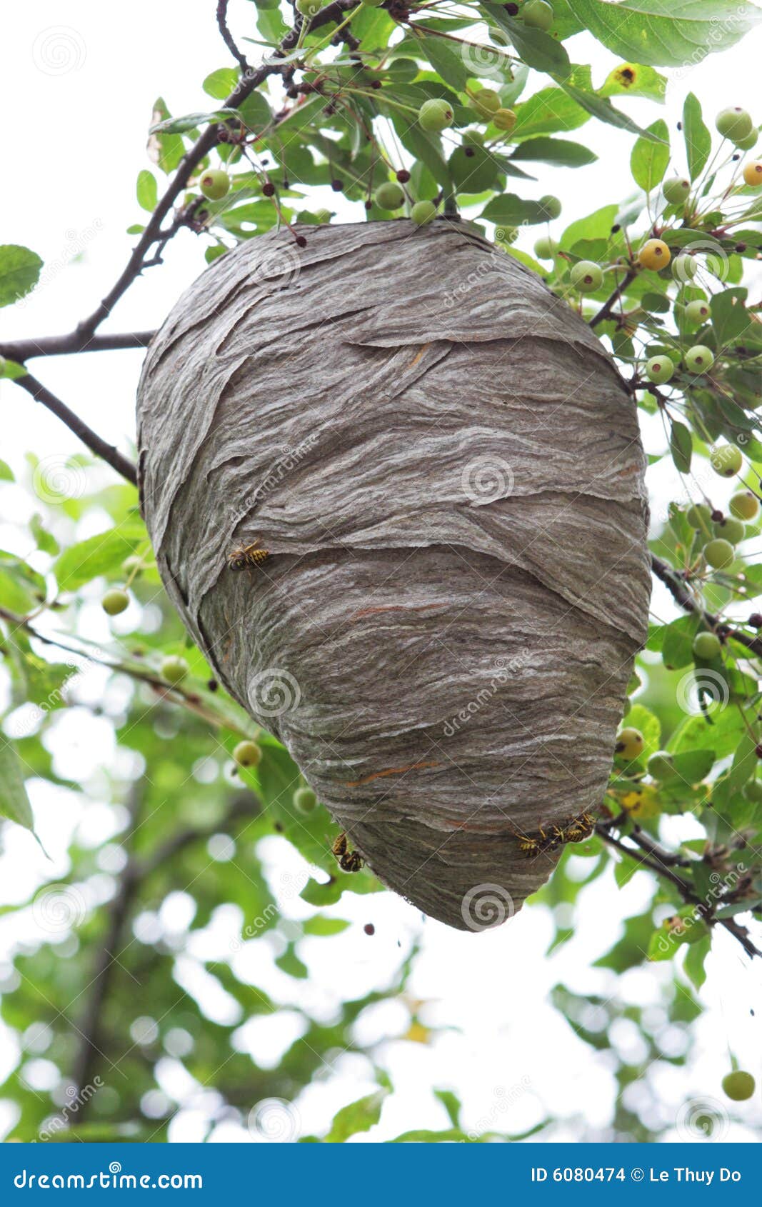 beehive-6080474.jpg