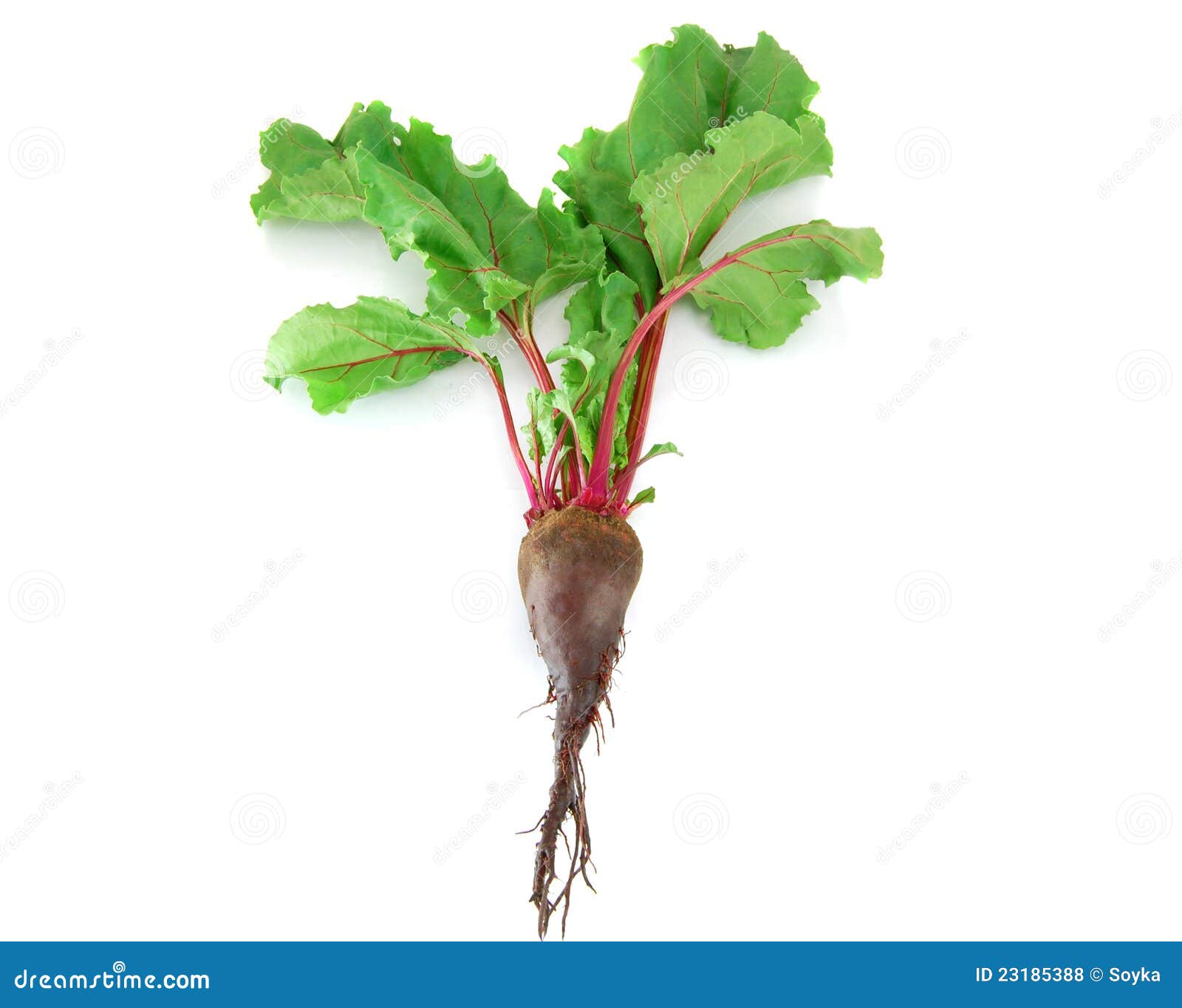 Beet With Leaf On White Background Royalty Free Stock Photos Image