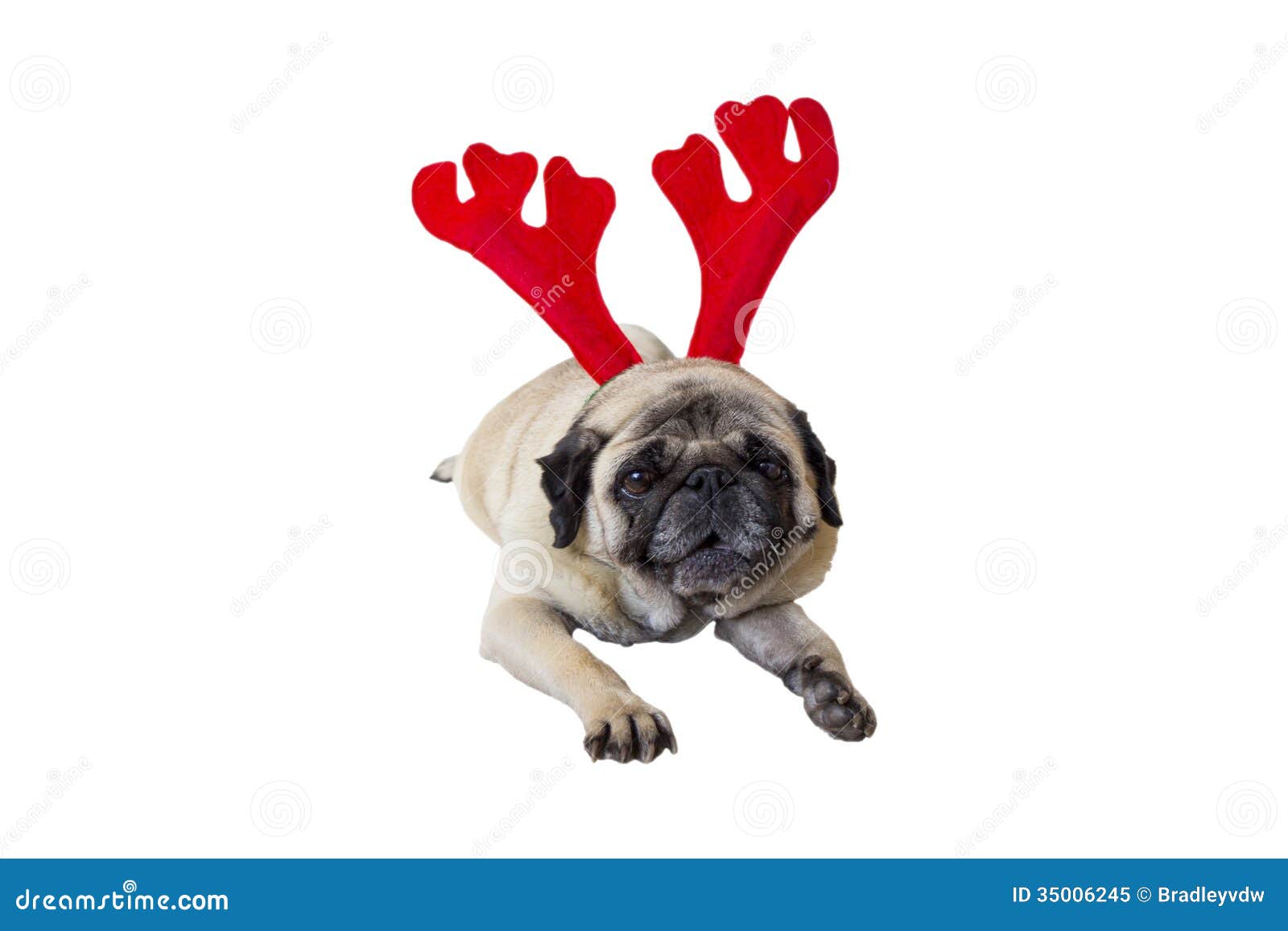 beige pug beige pug wearing attire 5 royalty free stock photo image 35006245 beige pug beige pug wearing attire 5 royalty free stock photo image 35006245