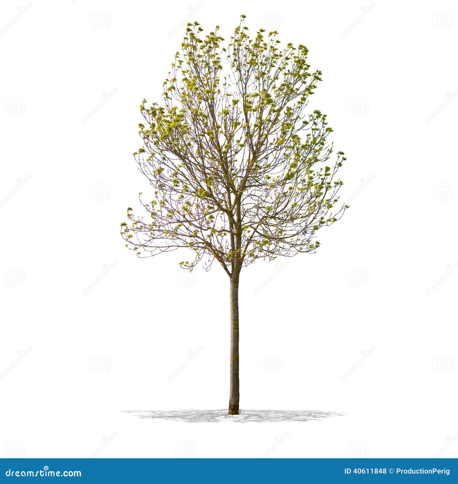 Vue de bel arbre vert sur un fond blanc dans la définition élevée. Vue de bel arbre vert sur un fond blanc dans la définition élevée.