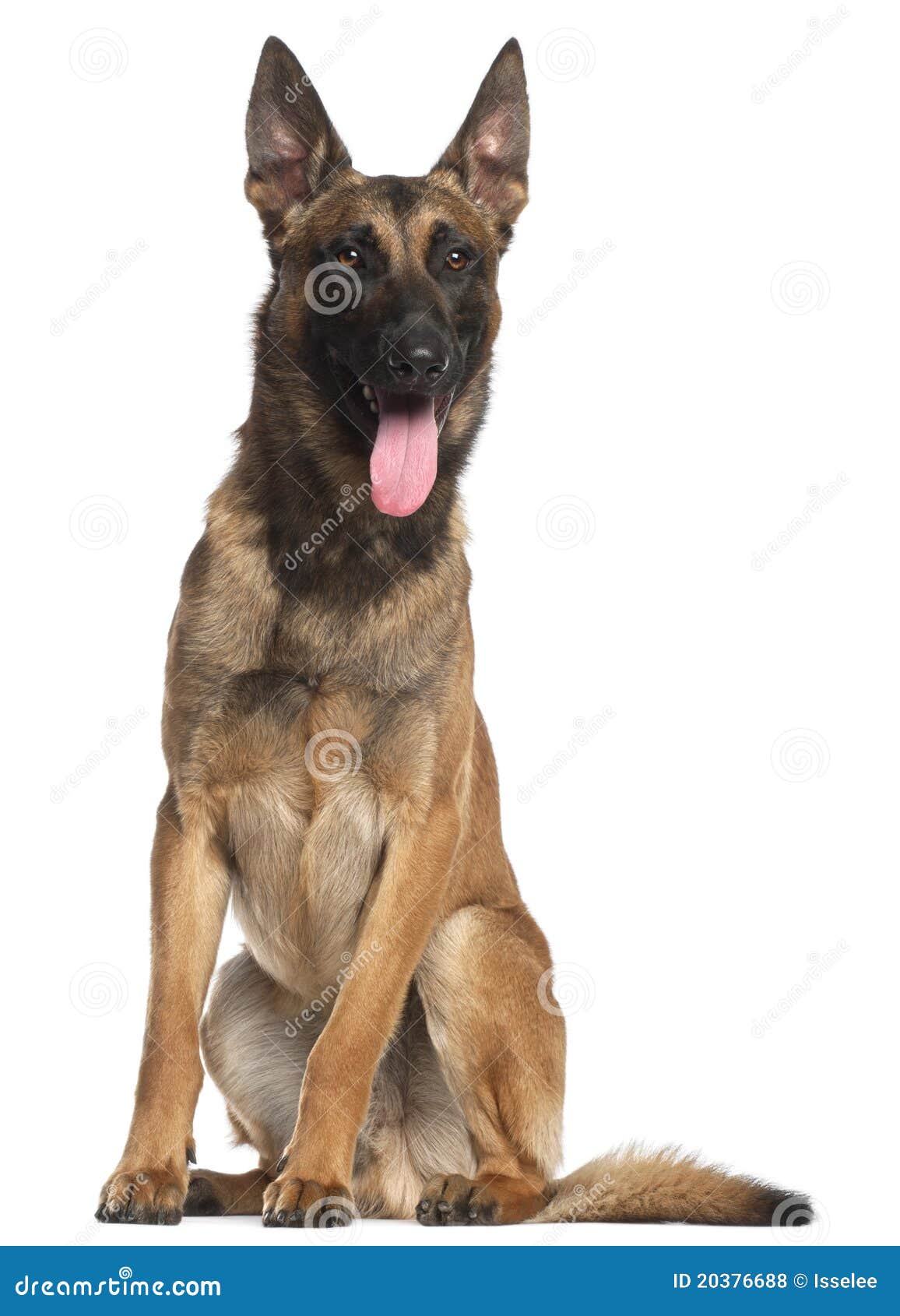 Belgian Shepherd Dog Or Tervuren Panting Royalty Free Stock Images Belgian Shepherd Dog Or Tervuren Panting Royalty Free Stock Images