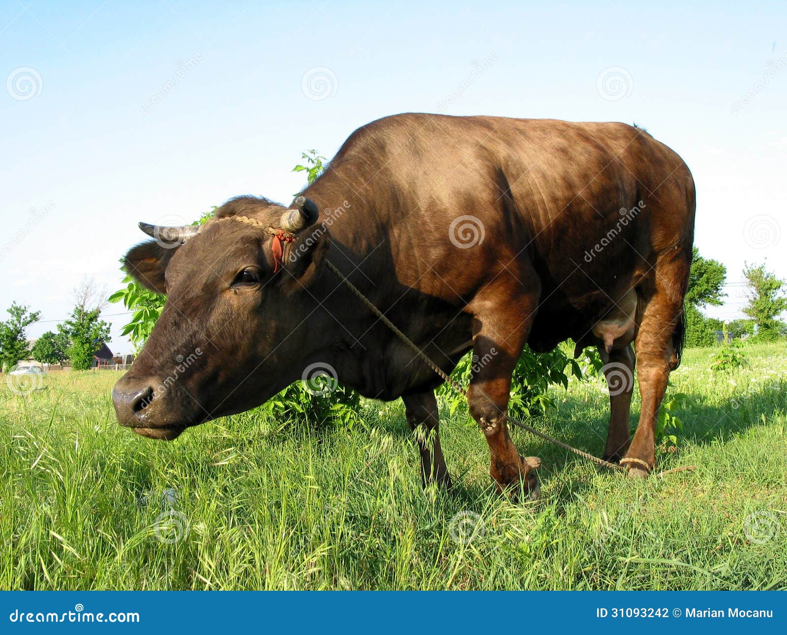 Big Cow Stock Photography Image: 31093242