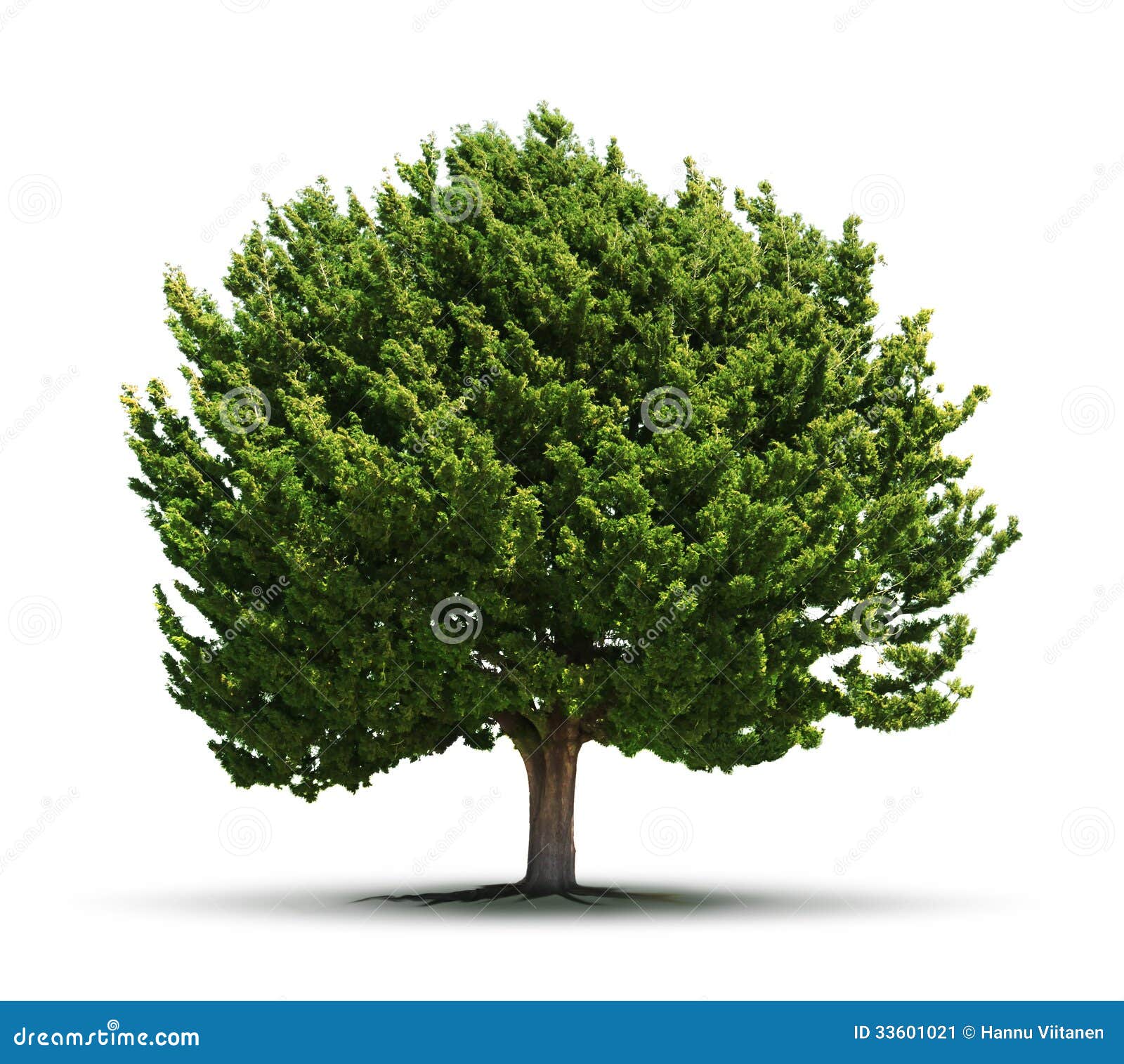 clip art juniper tree - photo #26