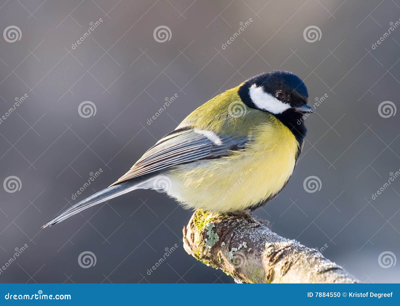 Little Bird Sitting Snow Covere...