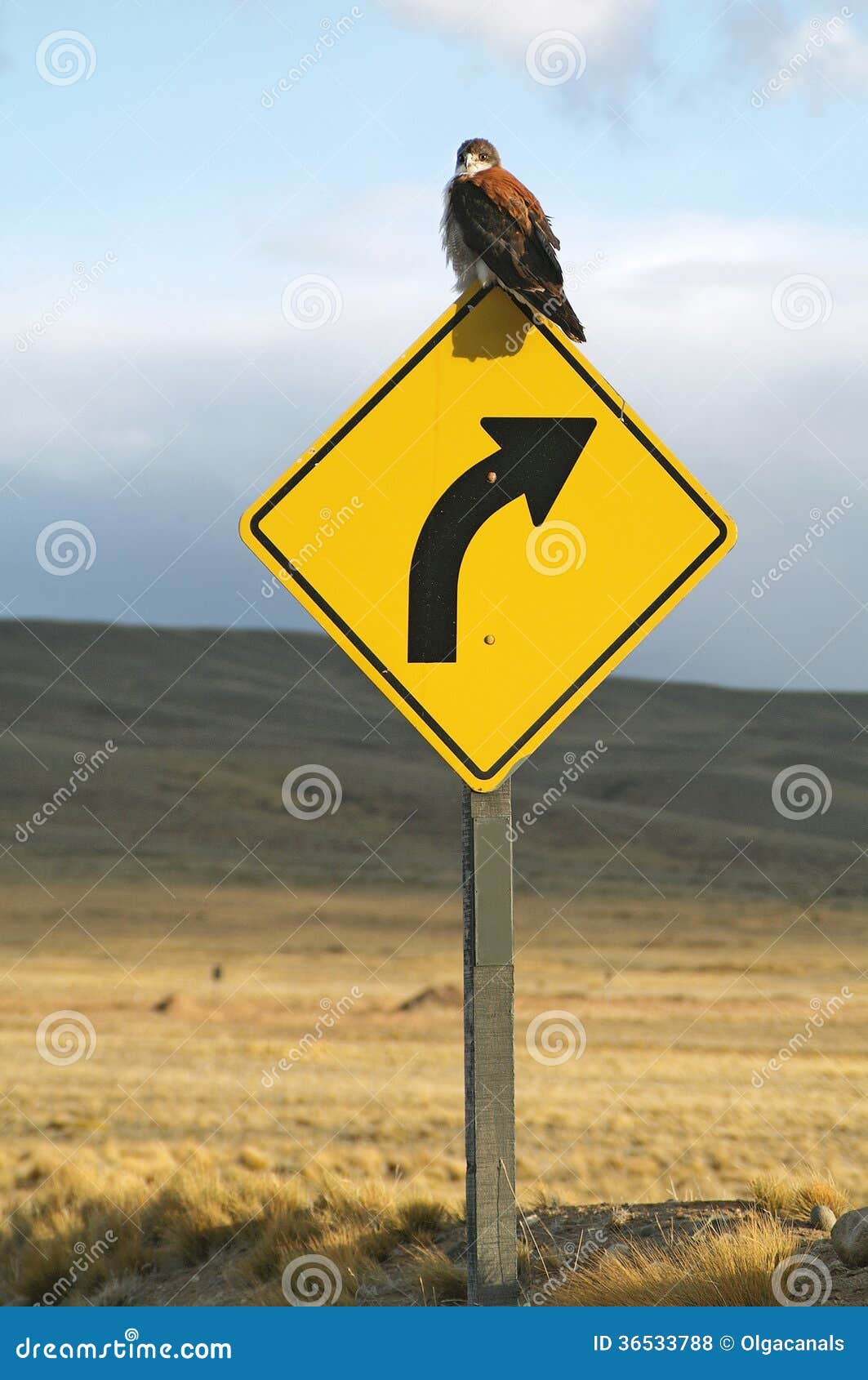Bird On A Traffic Sign On Road In Nature Bird On A Traffic Sign Royalty Free Stock Photos Image