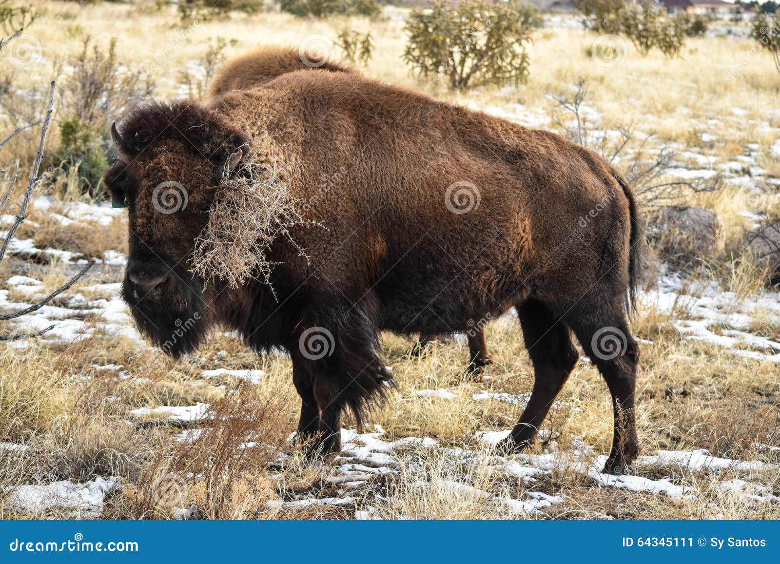 cow buffalo clipart - photo #38