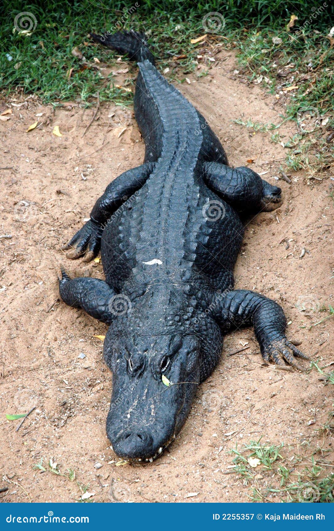 Black Alligator Royalty Free Stock Photography Image 2255357