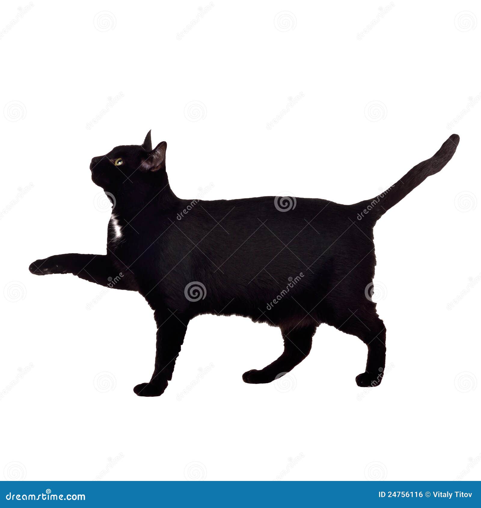 Black Cat Silhouette Walking Animation Black Cat Silhouette Walking Animation