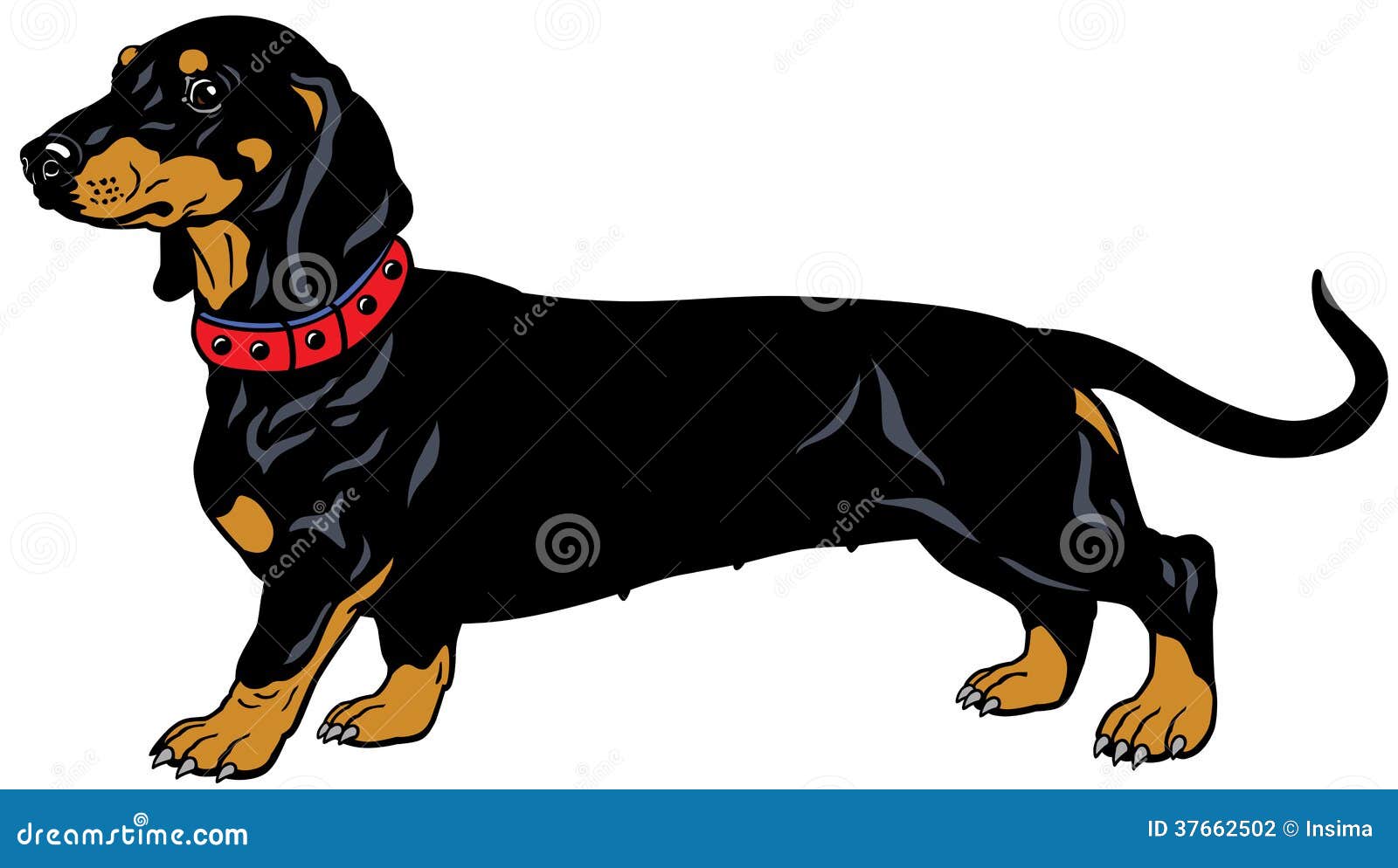 dachshund dog clipart - photo #29