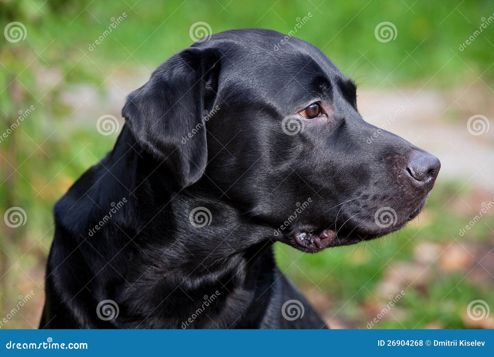 black lab puppies for free black labrador retriever royalty free stock photos image 26904268 black lab puppies for free black labrador retriever royalty free stock photos image 26904268