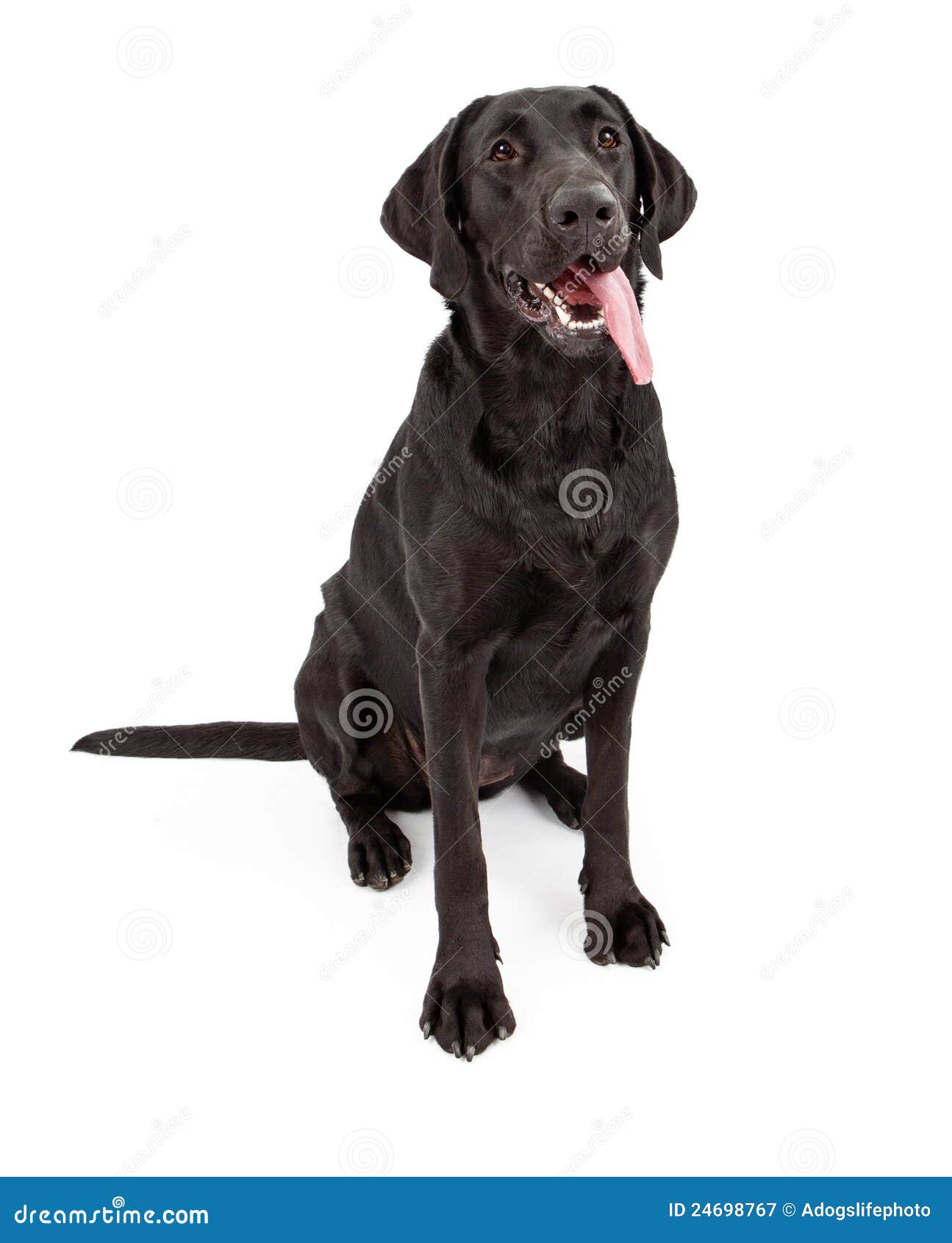  Free Stock Photography: Black Labrador Retriever Dog With Tongue Out