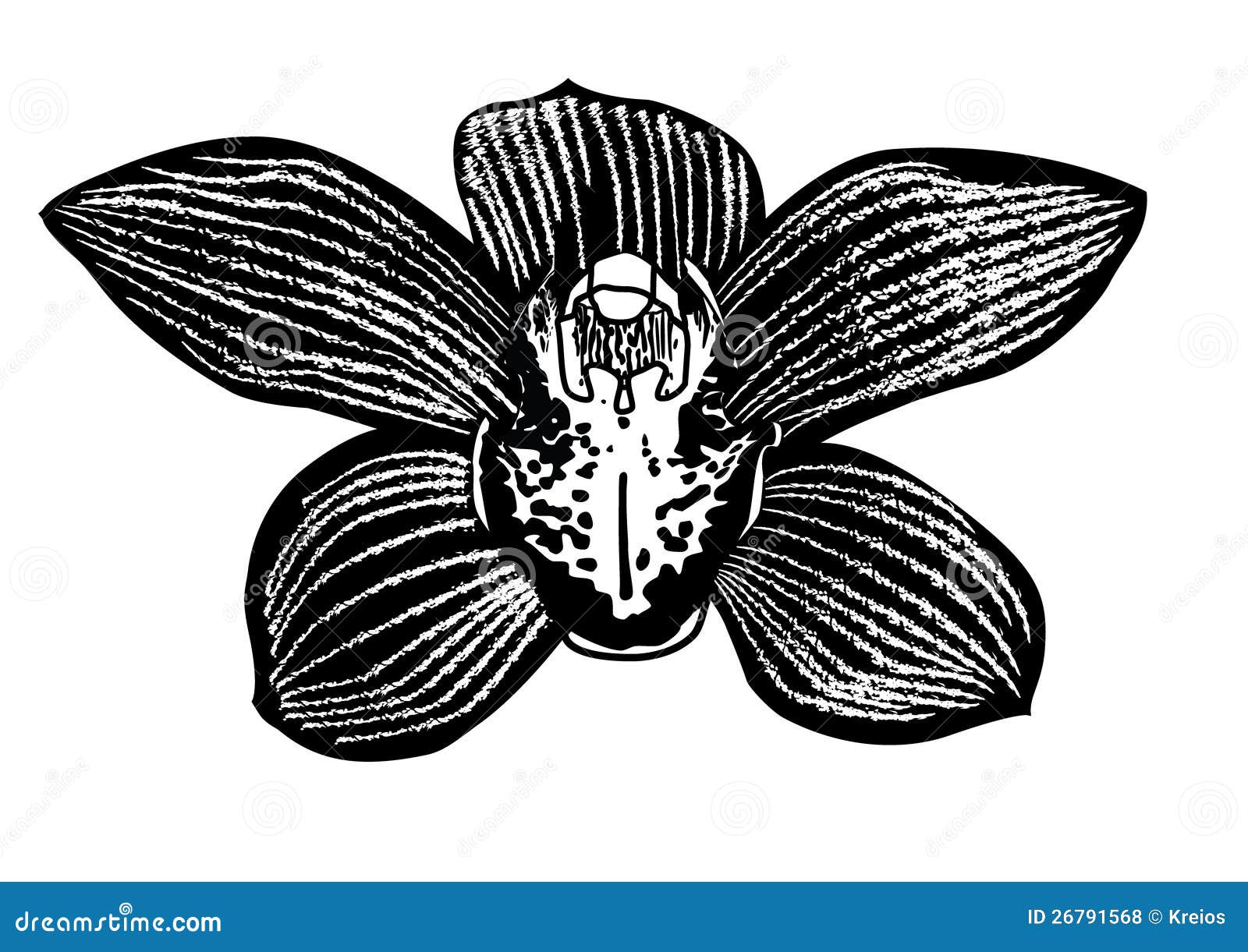 Black Orchid Flower