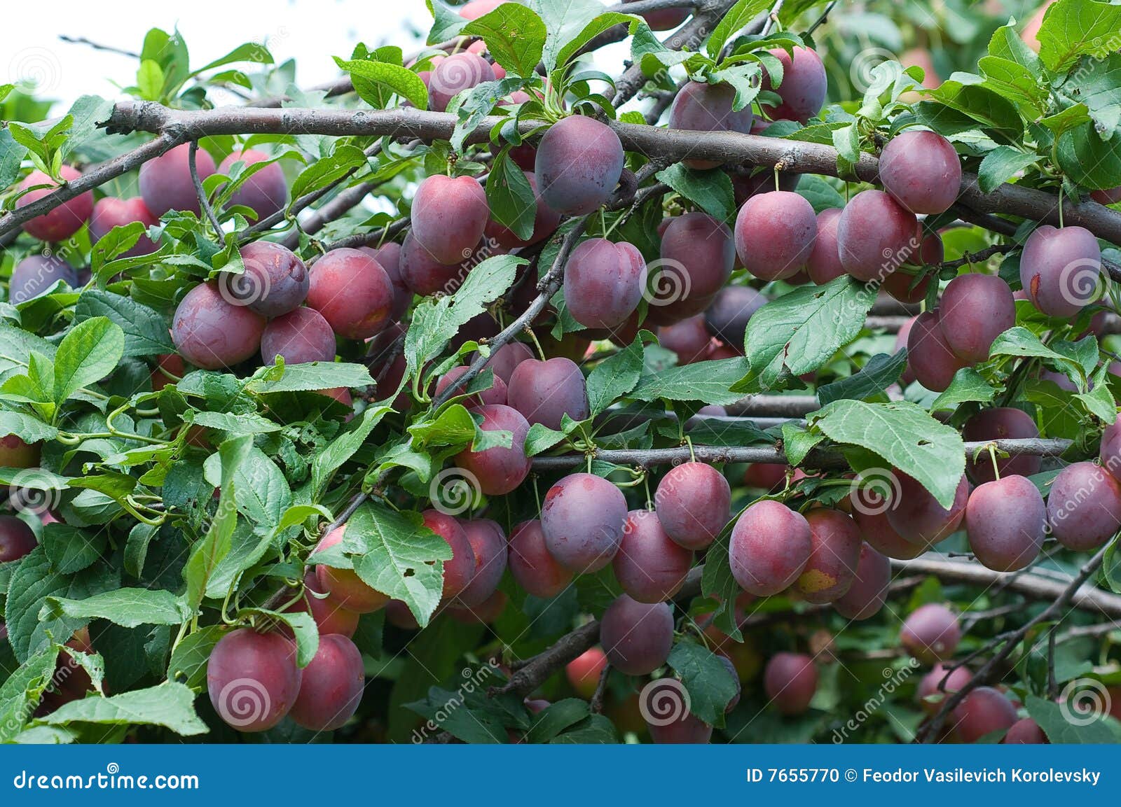 Black Plum. Stock Photo Image 7655770