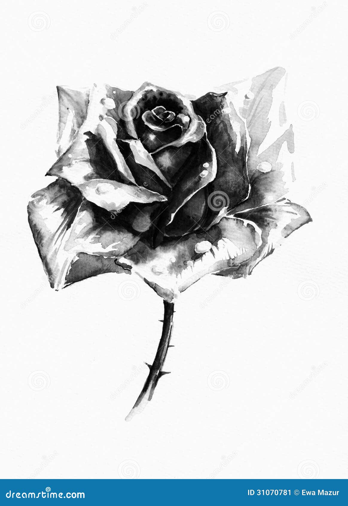 Single Black Rose