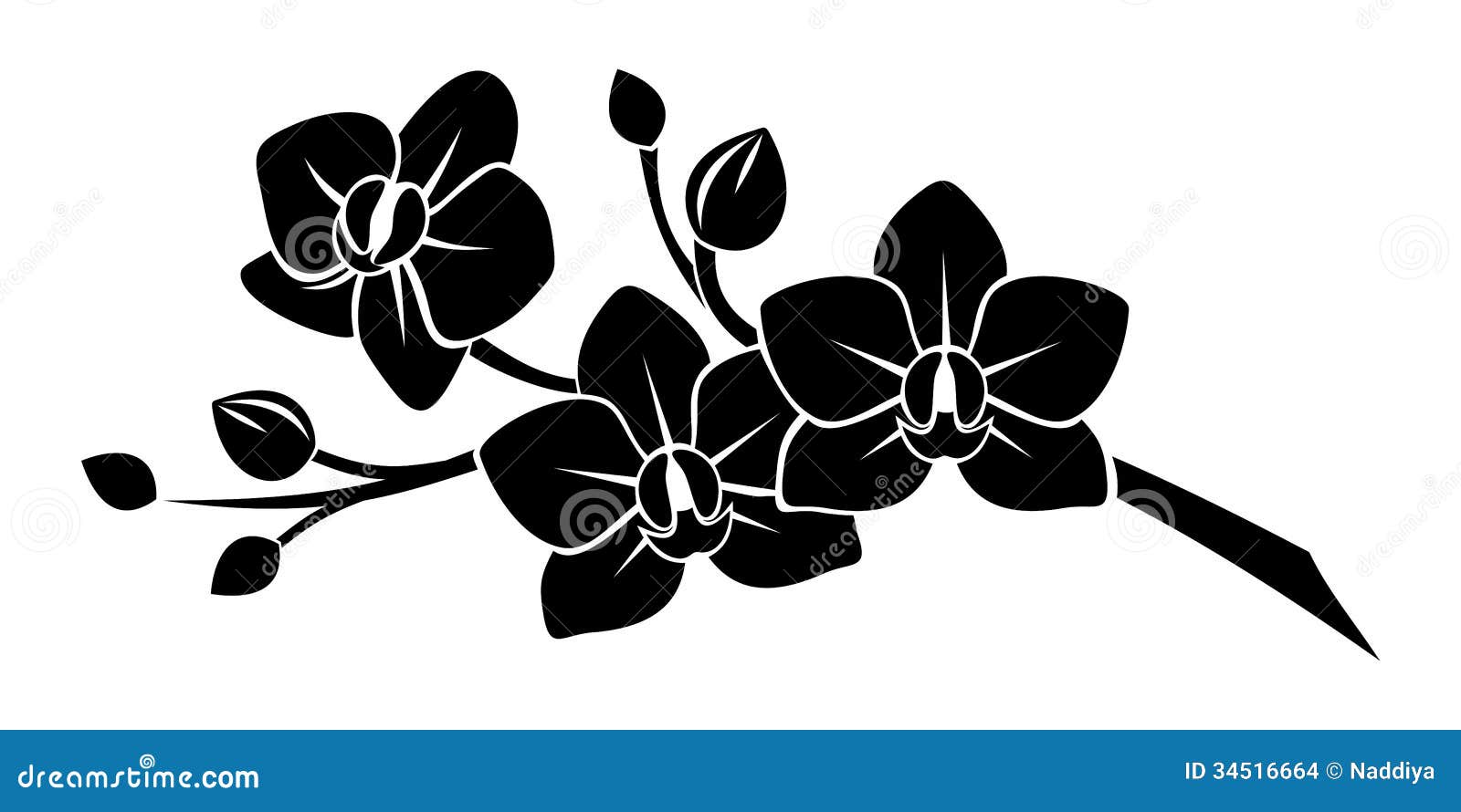 Orchid Clipart Black And White