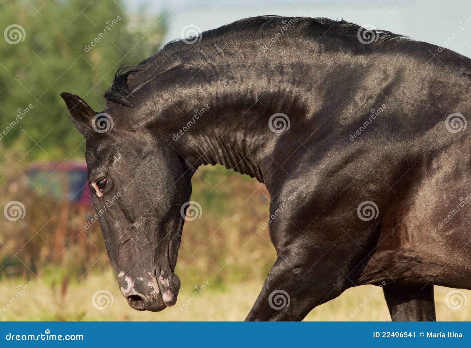 Black Stallion Stock Image Image 22496541