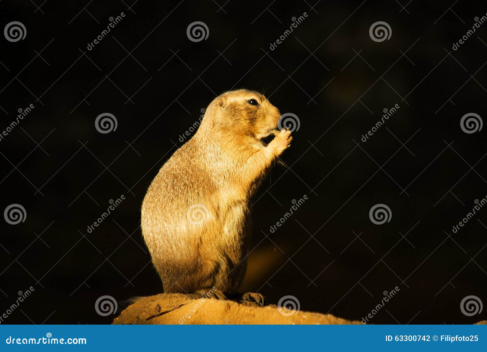 What Eats Black Tailed Prairie Dogs What Eats Black Tailed Prairie Dogs