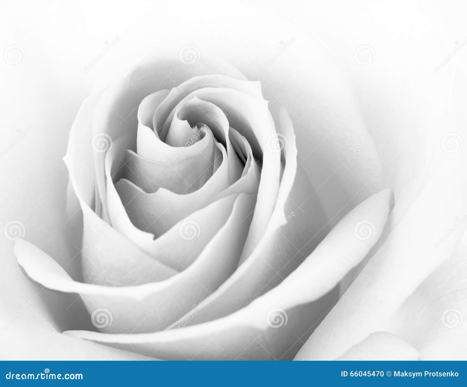 Black And White Pink Rose Black And White Pink Rose