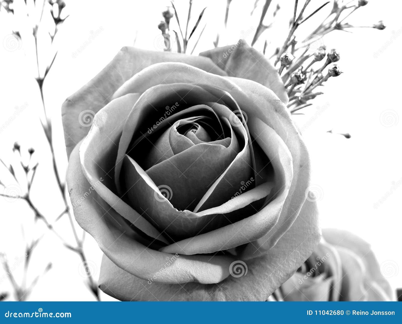 Black Rose And White Rose