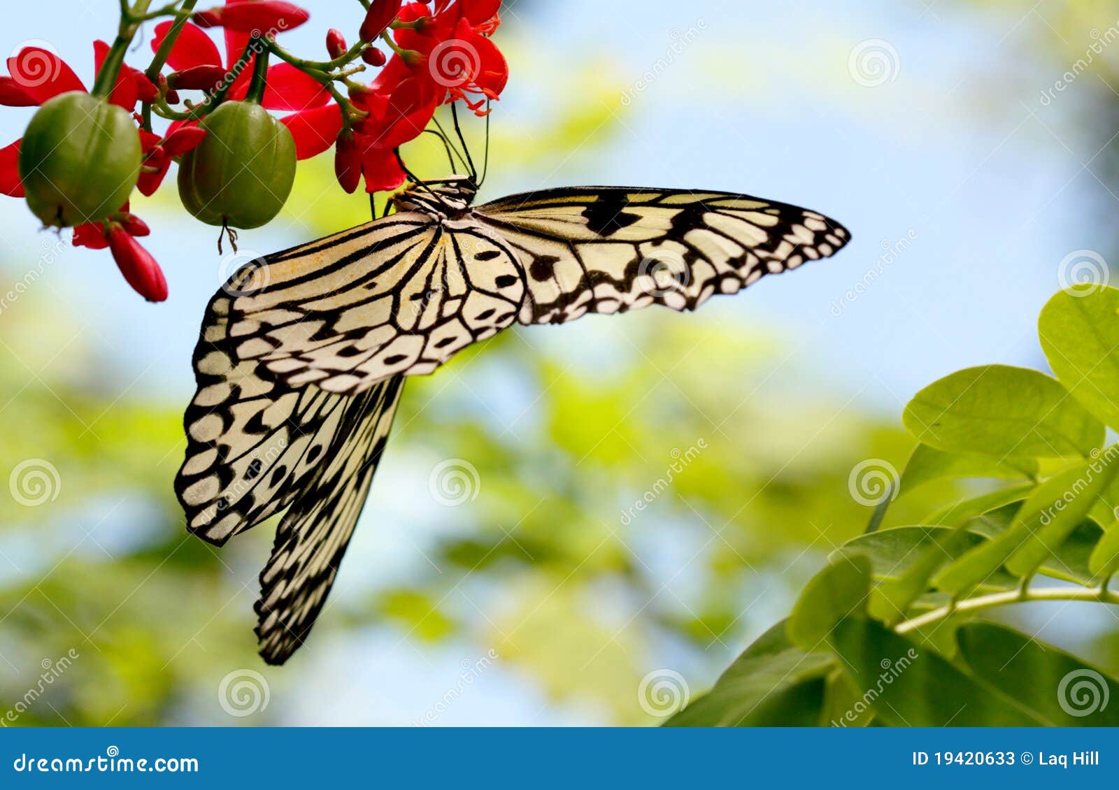 , also called the paper kite butterfly, wood nymph, or tree nymph 