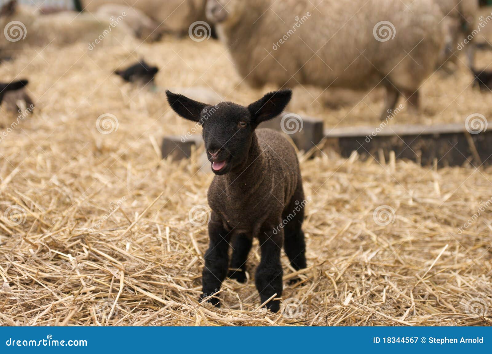 Bleating Royalty Free Stock Photography Image 18344567