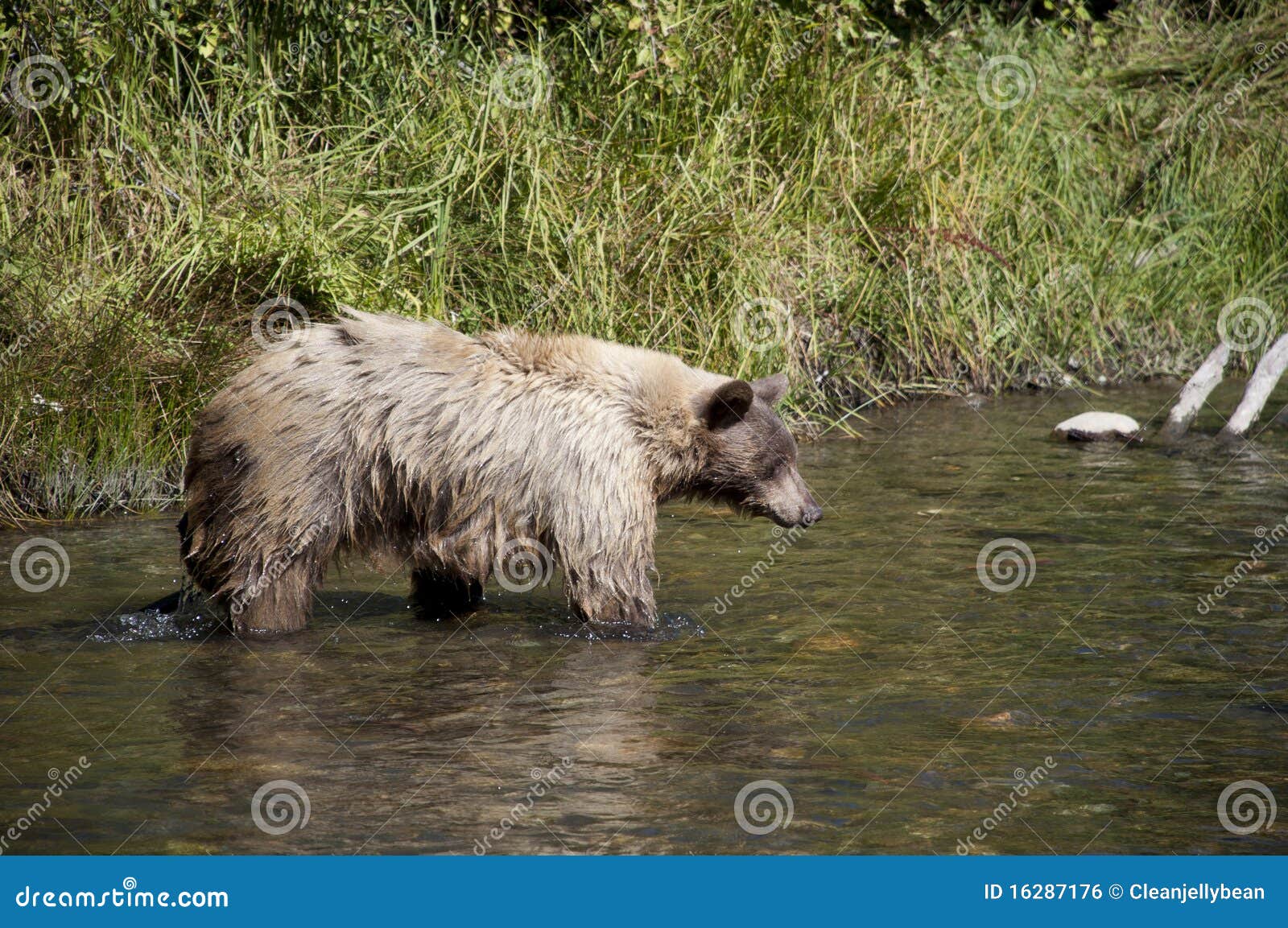 Brown bear hunting in usa