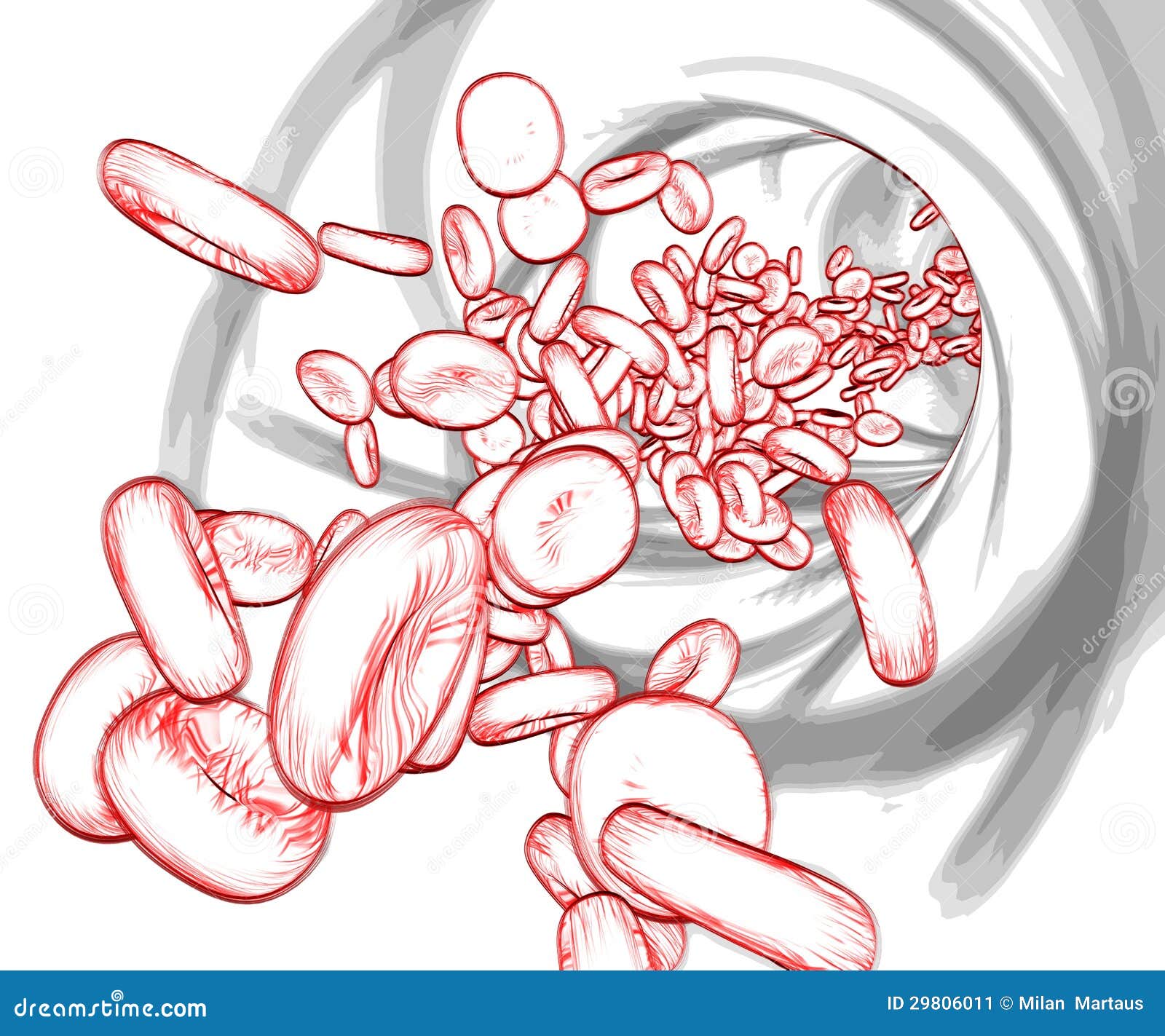 blood cells sketch stock image image 29806011 blood cells sketch stock image image 29806011
