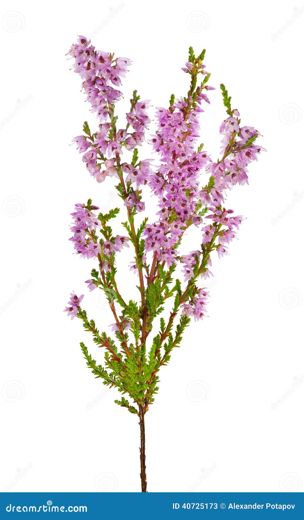 blossoming pink heather branch isolated on white stock blossoming pink heather branch isolated on white stock