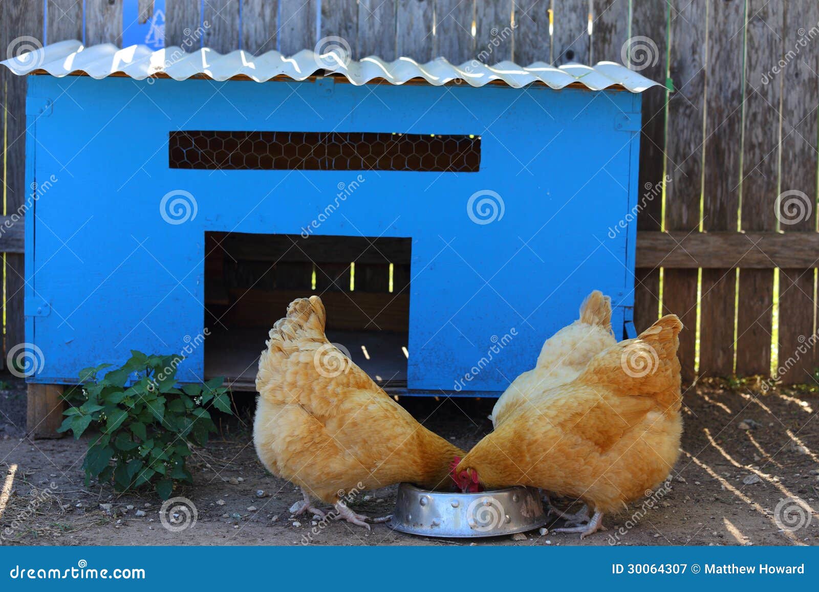 Chickens And Coop Royalty Free Stock Photography - Image: 30064307