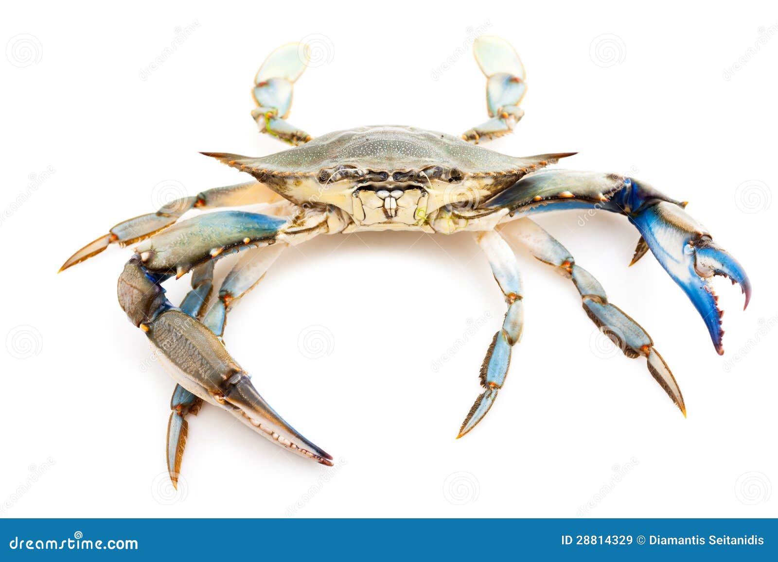 Blue Crab Royalty Free Stock Images - Image: 28814329