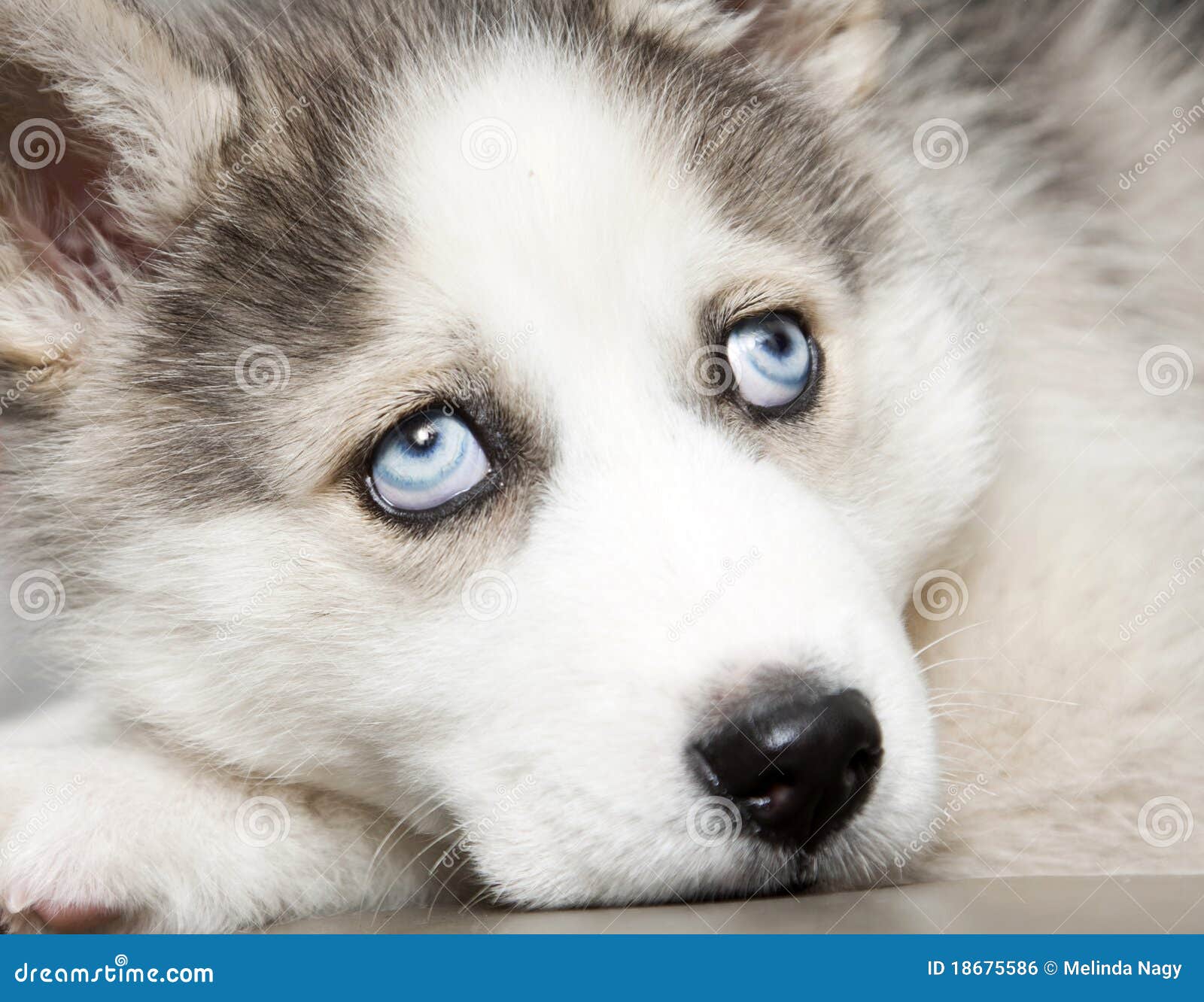 Blue Eyes Cute Siberian Husky Puppy