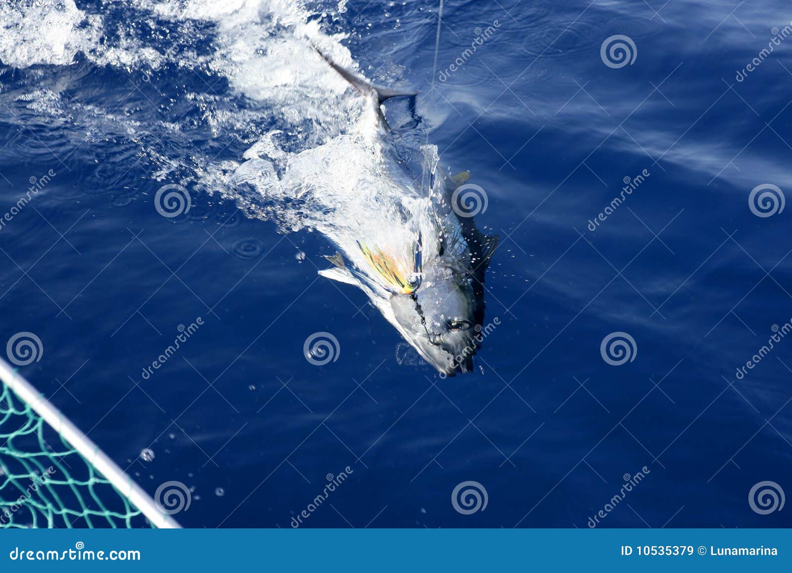 Blue Fin Tuna Mediterranean Fishing And Release Royalty Free Stock 