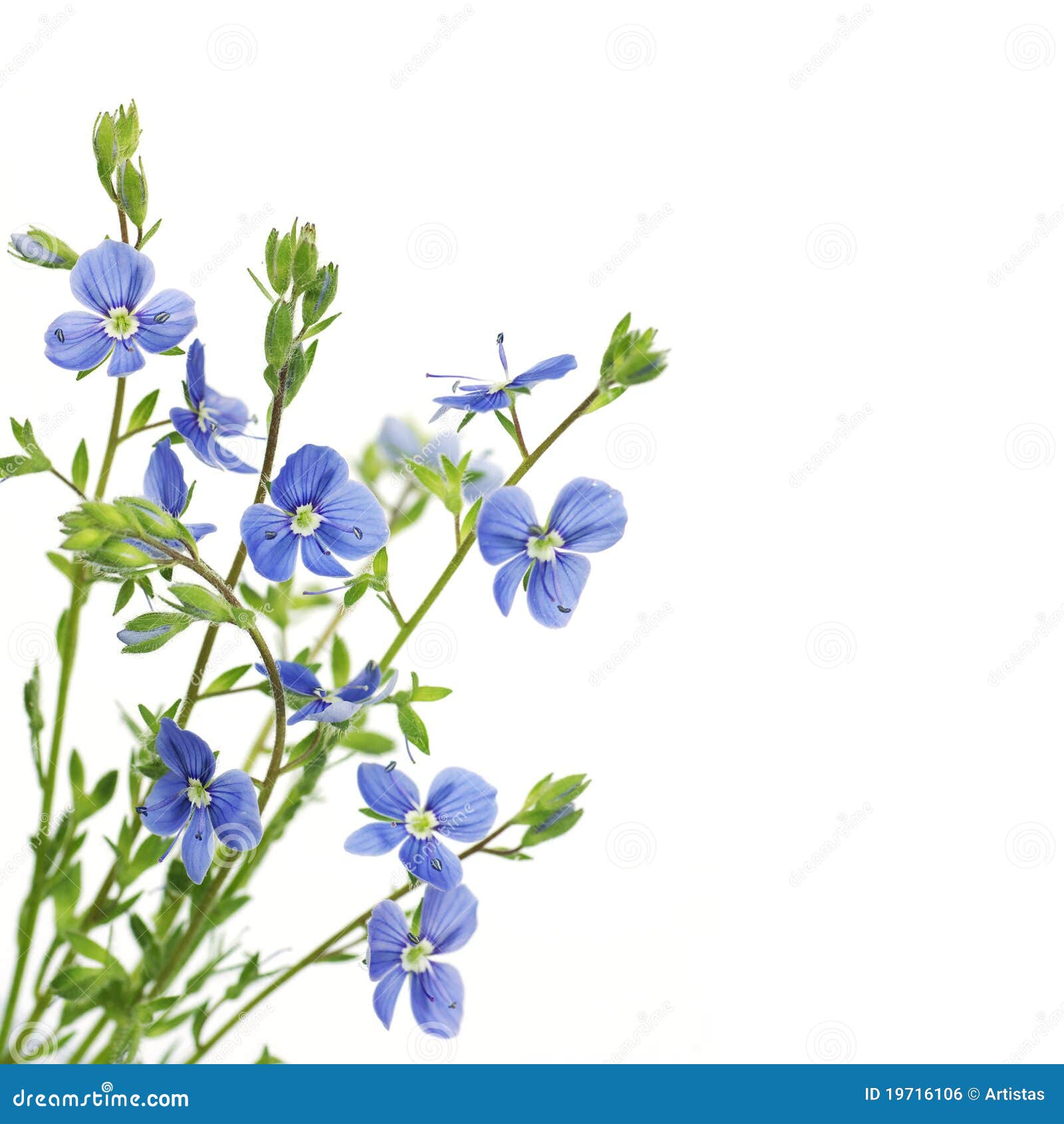 Blue Flower On A White Background Royalty Free Stock Image - Image