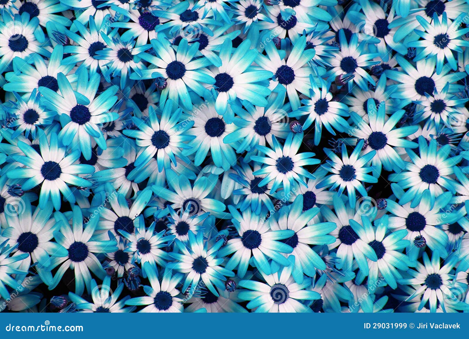 Blue Flowers Tumblr Background