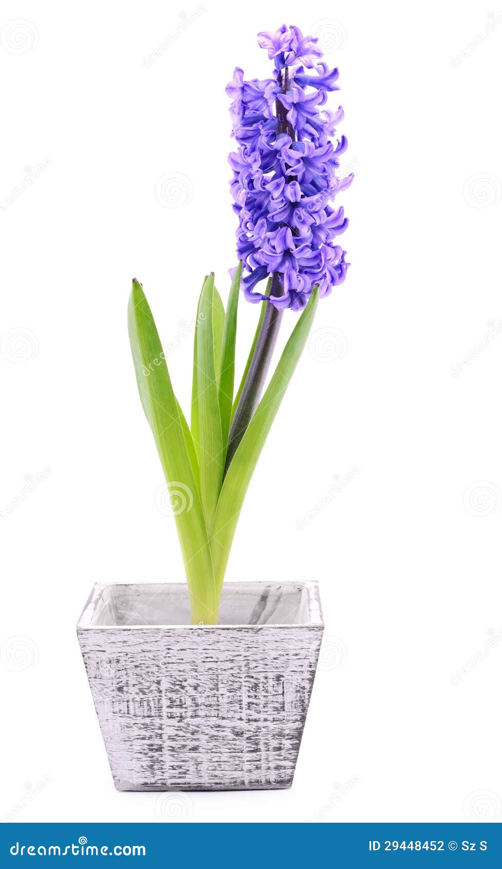 girl in hyacinth blue essays girl in hyacinth blue essays
