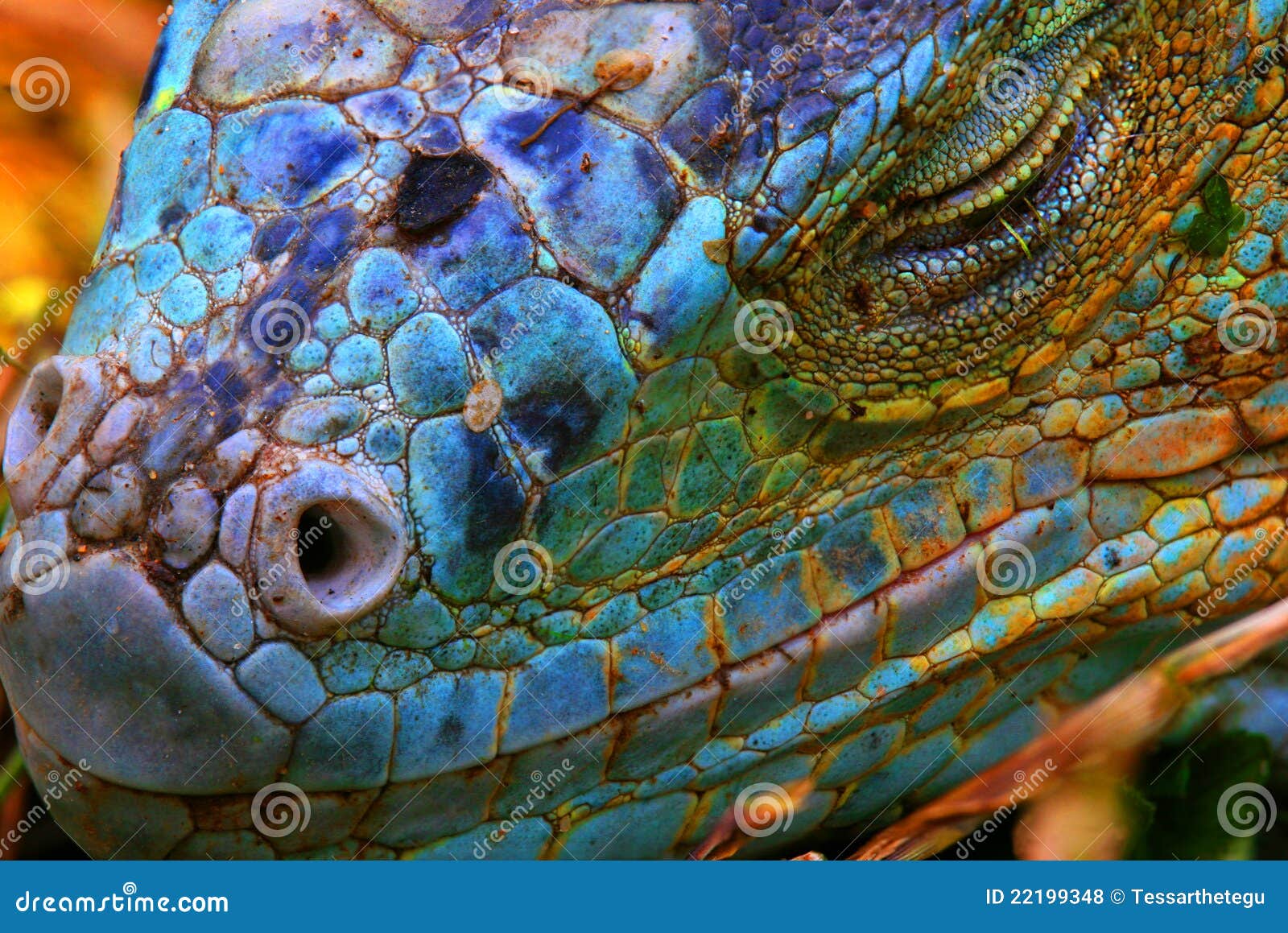 iguana azul