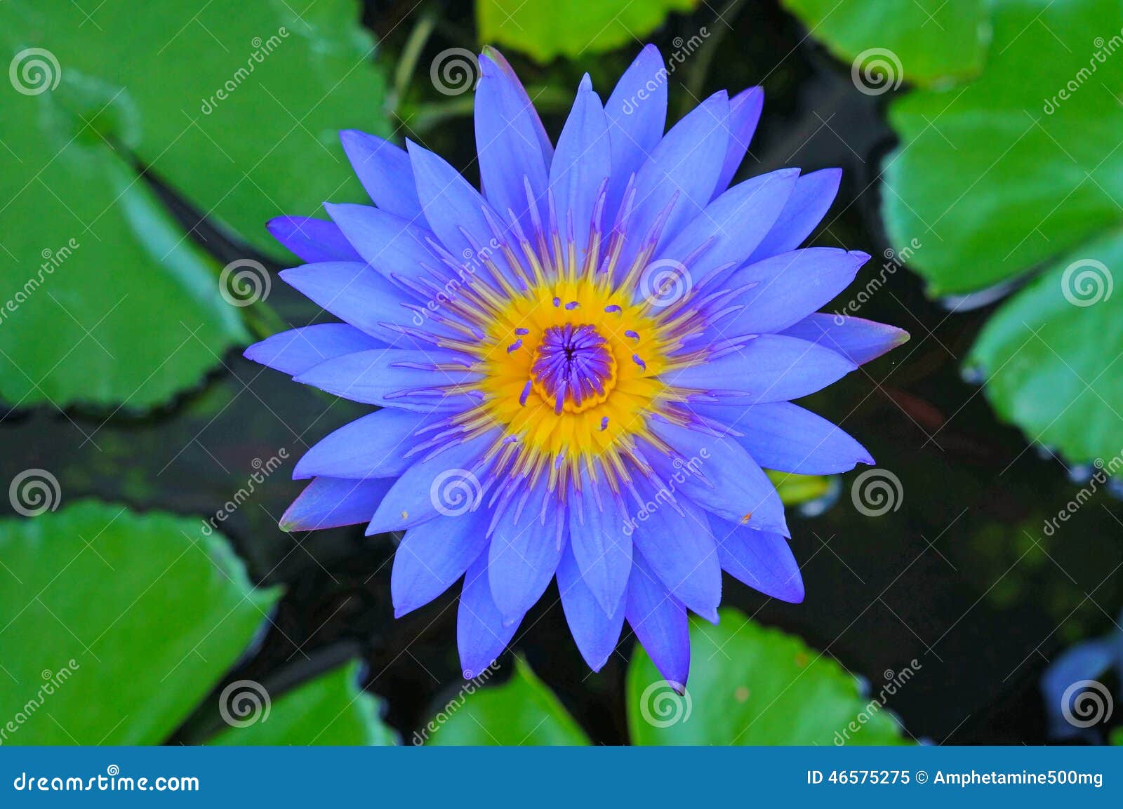 blue lotus flower blue lotus flower photos