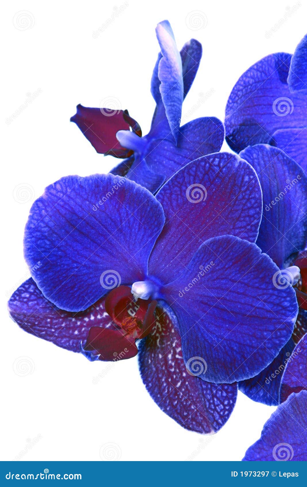 Blue Orchid Vector