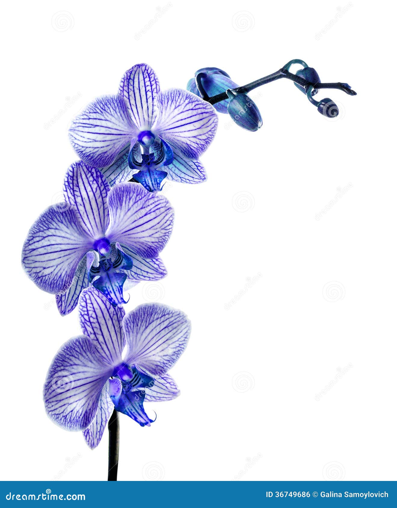 Blue Orchid Clipart