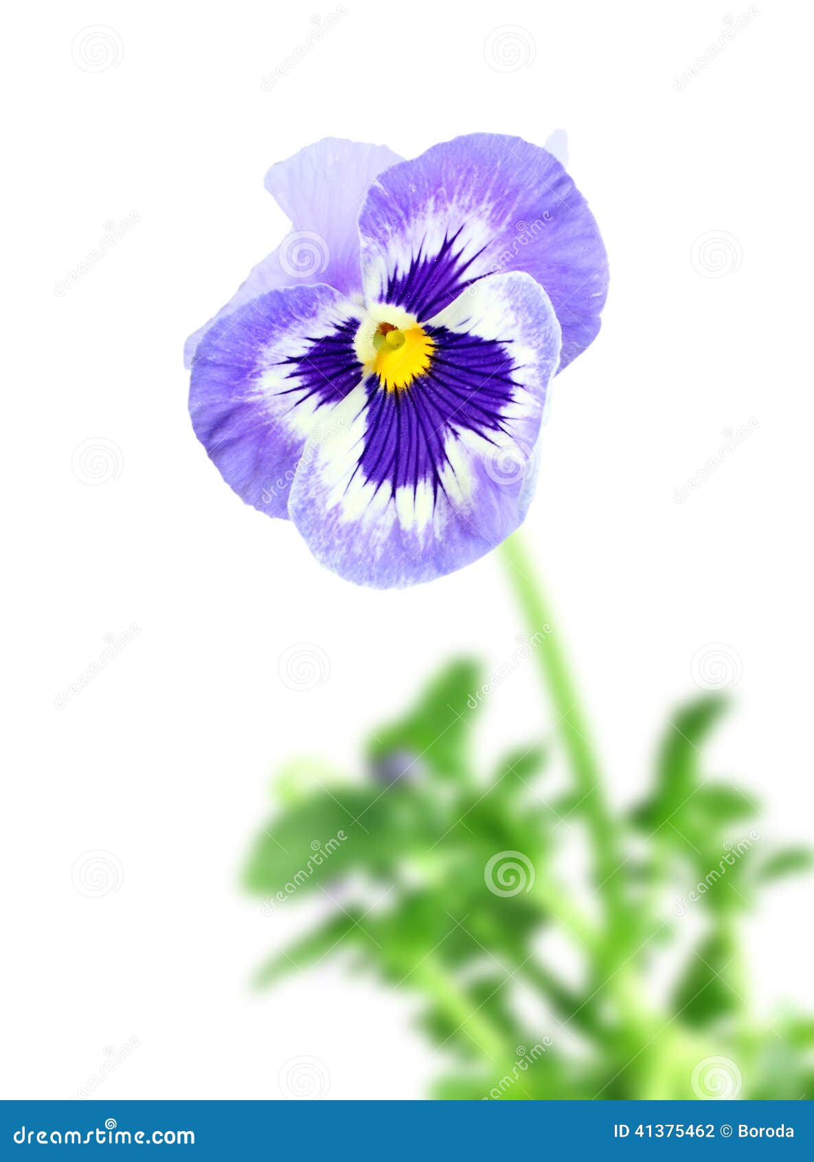 Single Flower White Background No Watermark