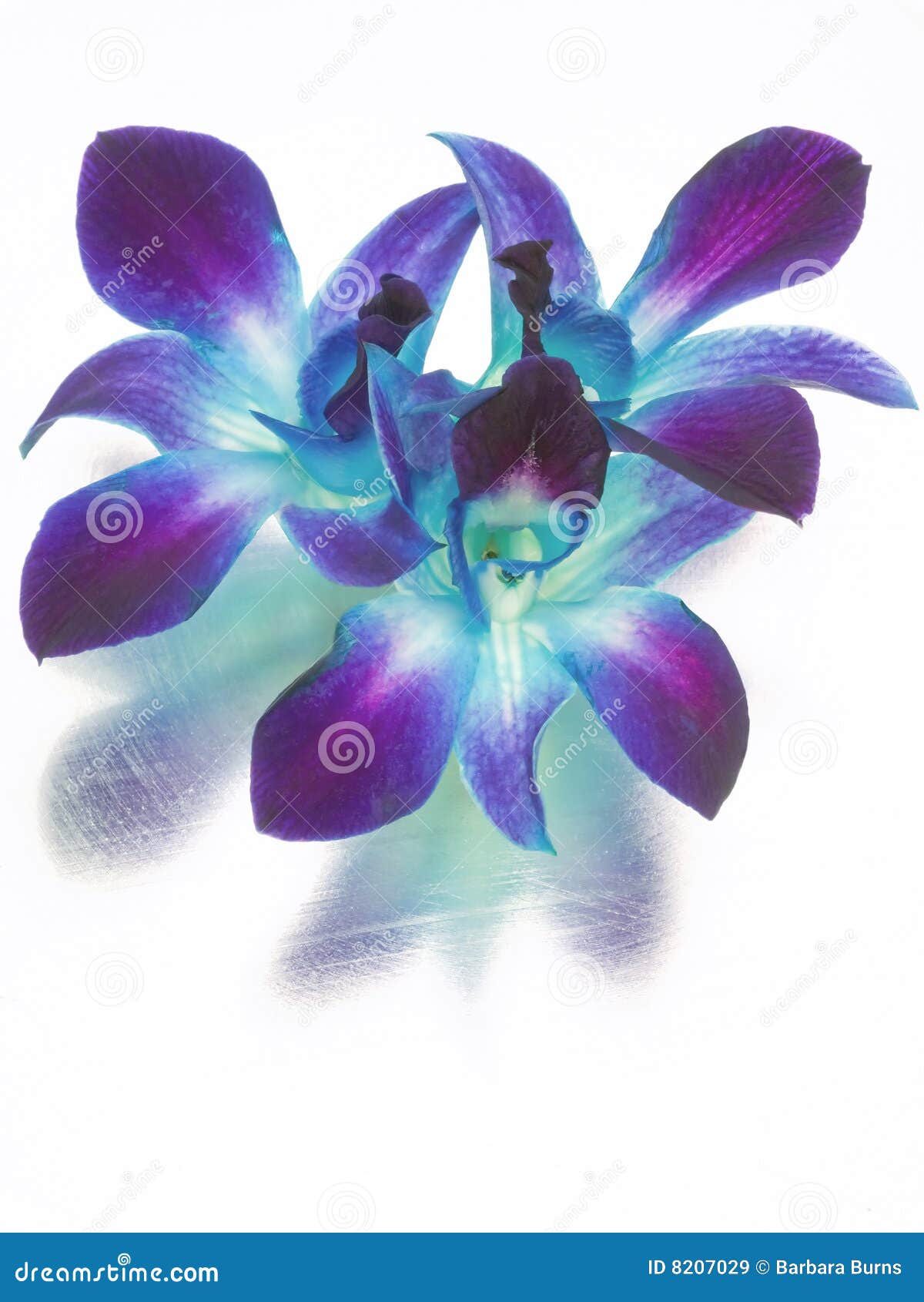 Blue Orchid Flower Drawing