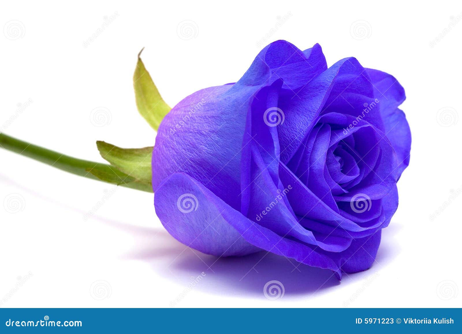 Purple Rose White Background