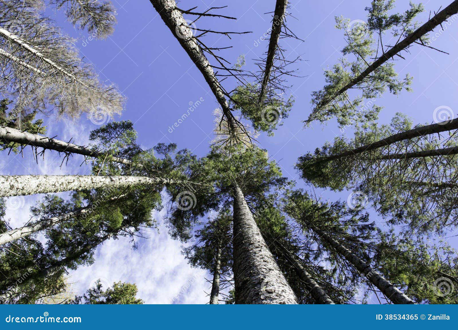 Blue Sky Canopy 67