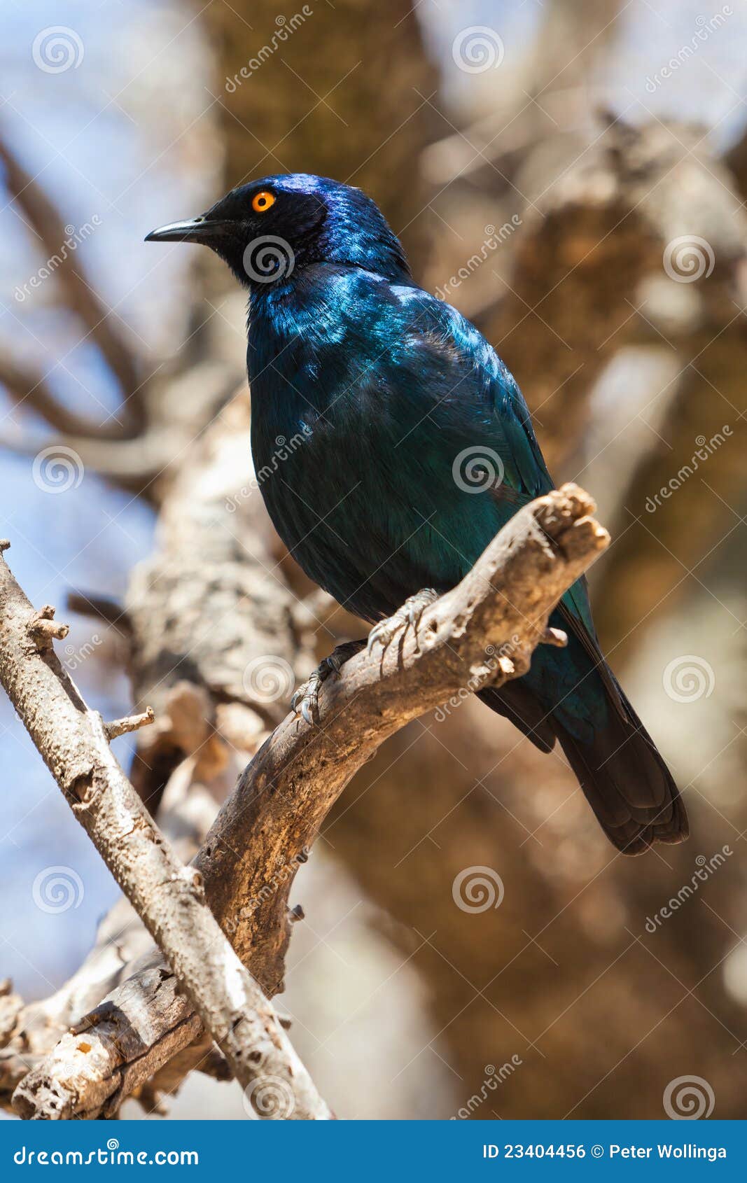 top 28 sterling birds lrotornis wikipedia colorful top 28 sterling birds lrotornis wikipedia colorful