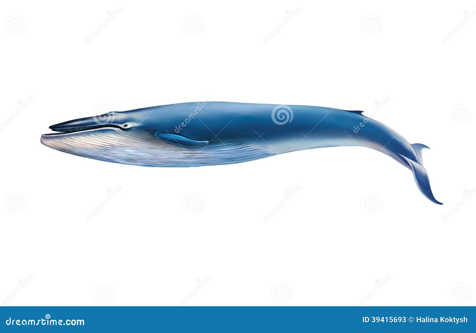 White Blue Whale