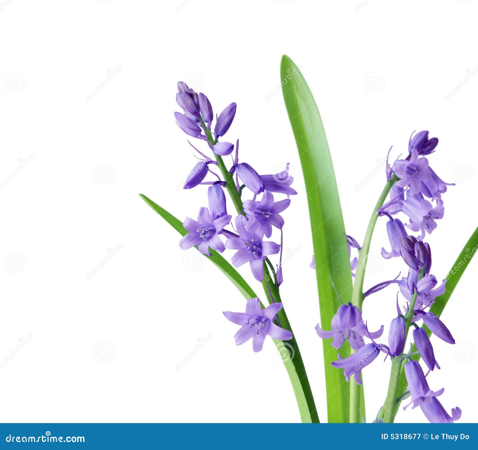 Bluebell Royalty Free Stock Photography - Image: 5318677