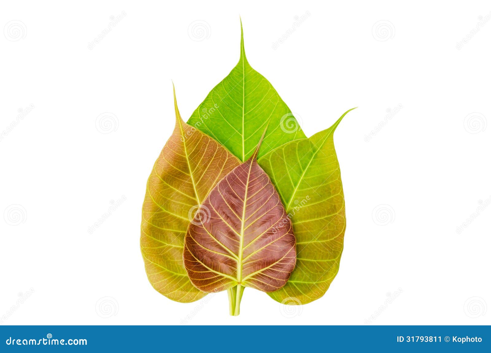 Bodhi+Tree+Leaf Bodhi or Peepal Leaf from the Bodhi tree, Sacred Tree for Hindus and ...