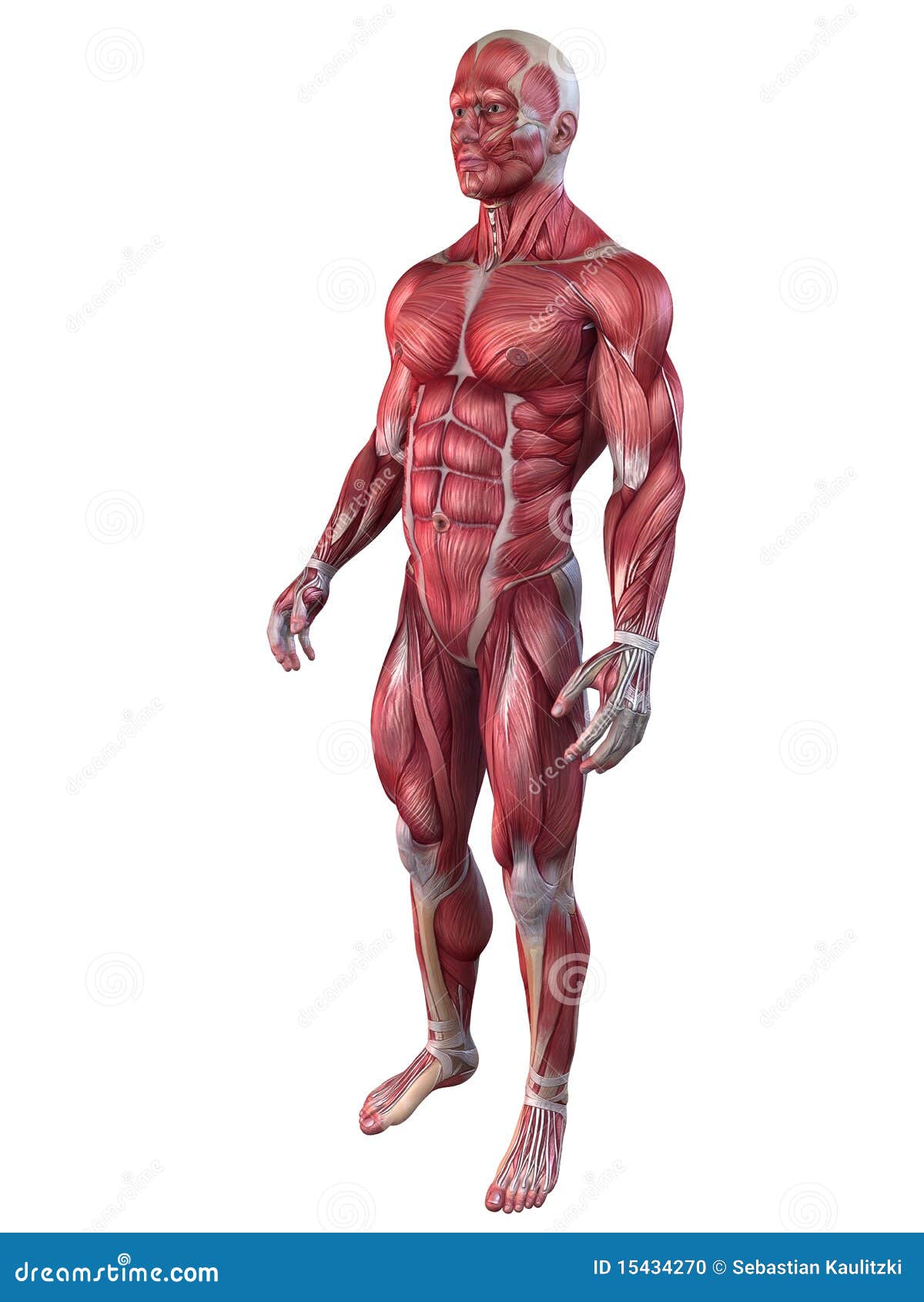 SEARCH AND BUY THIS PRODUCT Bodybuilding Back Muscles Anatomy - Viewing Gallery