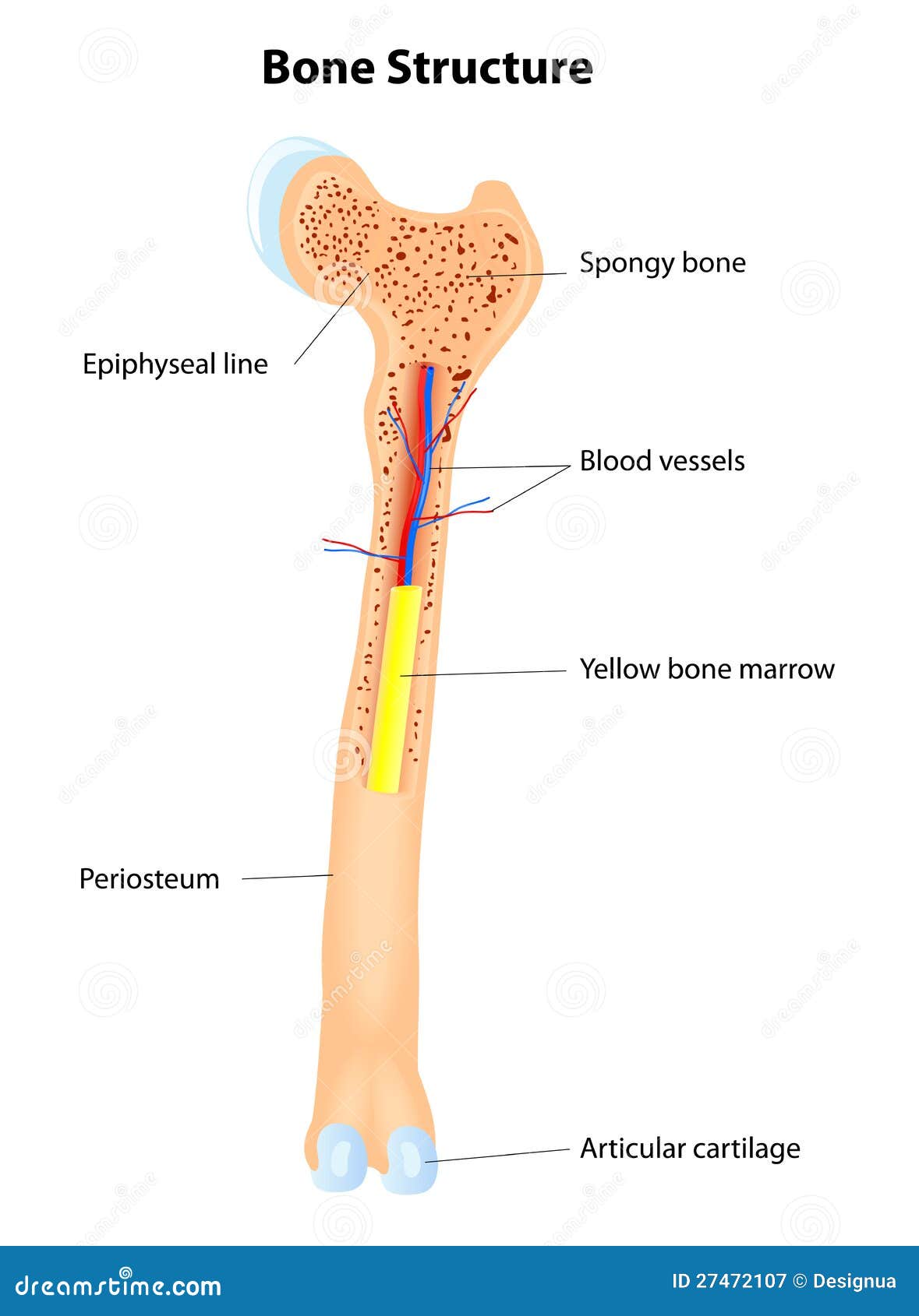 Bone Structure. Vector Scheme Royalty Free Stock Photography - Image